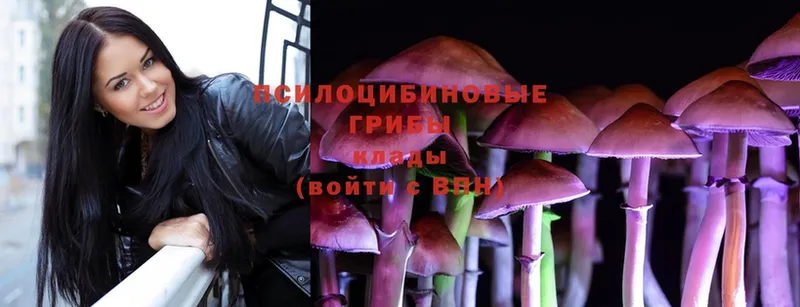 Псилоцибиновые грибы Psilocybe  blacksprut ссылки  Великий Новгород 